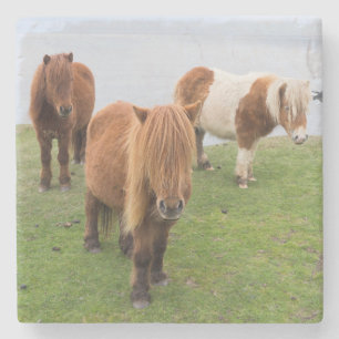 Posavasos De Piedra Poni Shetland en pastizal cerca de acantilados alt