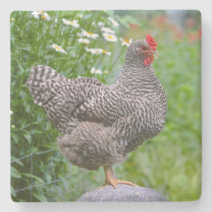 Posavasos De Piedra Posando pollo
