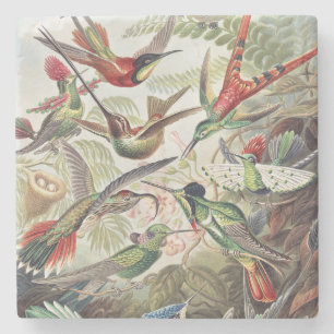 Posavasos De Piedra Póster Vintage de Colibrí Colorido de Ernst Haecke