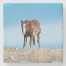 Posavasos De Piedra Potro de caballo salvaje