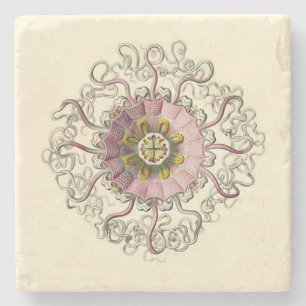 Posavasos De Piedra Práctico de costa de Haeckel Peromedusa