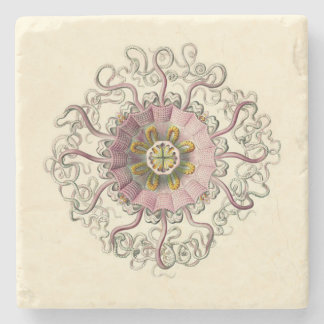 Posavasos De Piedra Práctico de costa de Haeckel Peromedusa