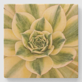 Posavasos De Piedra Práctico de costa de mármol de Succulishus