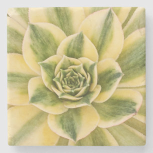 Posavasos De Piedra Práctico de costa de mármol de Succulishus