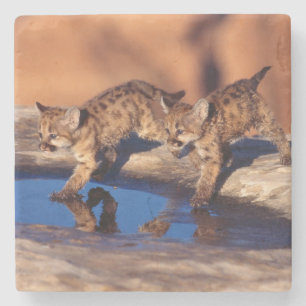 Posavasos De Piedra Práctico de costa de piedra de Cubs de león de
