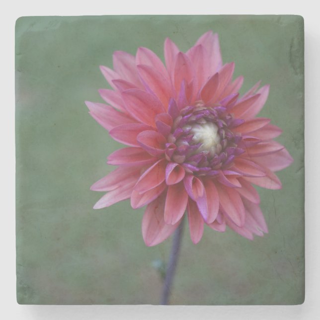 Posavasos De Piedra Práctico de costa de piedra de la dalia 2 rosados (Anverso)