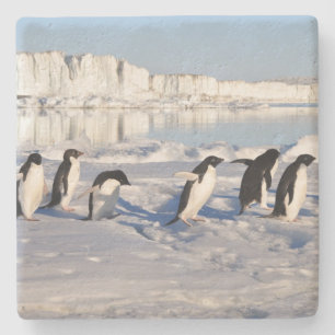 Posavasos De Piedra Práctico de costa de piedra de los pingüinos
