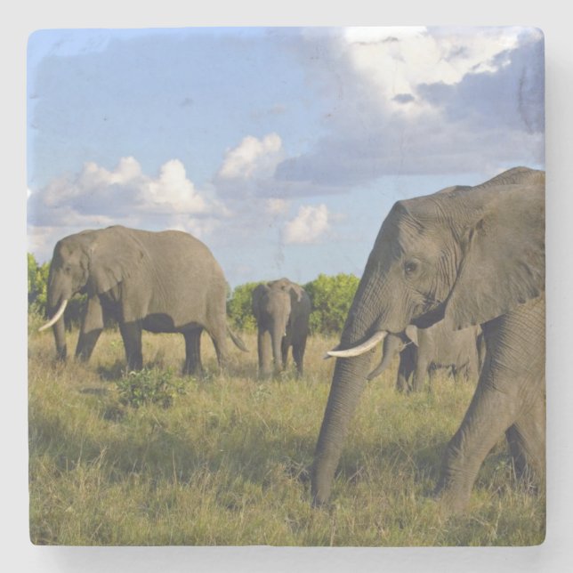 Posavasos De Piedra Práctico de costa de piedra del elefante (Anverso)