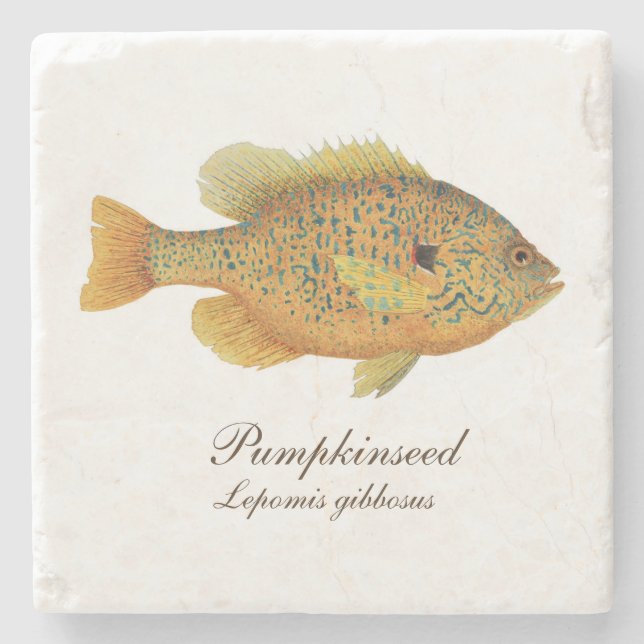 Posavasos De Piedra Práctico de costa del Sunfish de Pumpkinseed (Anverso)
