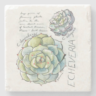 Posavasos De Piedra Práctico de costa suculento de la piedra del