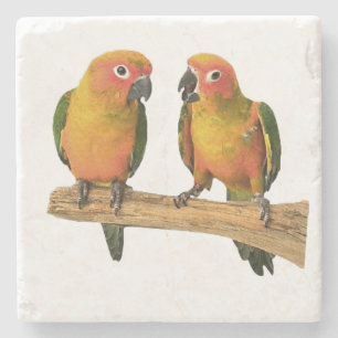 Posavasos De Piedra Prácticos de costa lindos de Conure