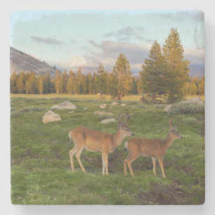 Posavasos De Piedra Prado de Tuolumne, Yosemite