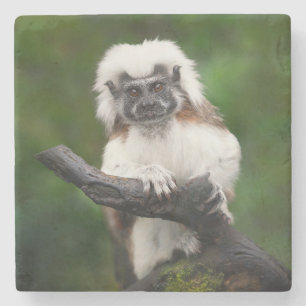 Posavasos De Piedra Prima Tamarin de Algodón Super Cuto