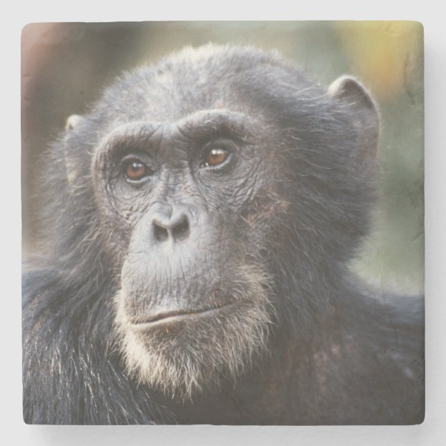 Posavasos De Piedra Primer plano de chimpancé macho (Anverso)