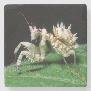 Posavasos De Piedra Primer plano de la mantis Hottentot