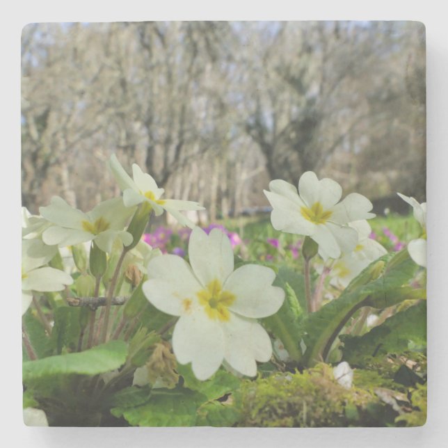 Posavasos De Piedra Primrose Stone Coaster (Anverso)