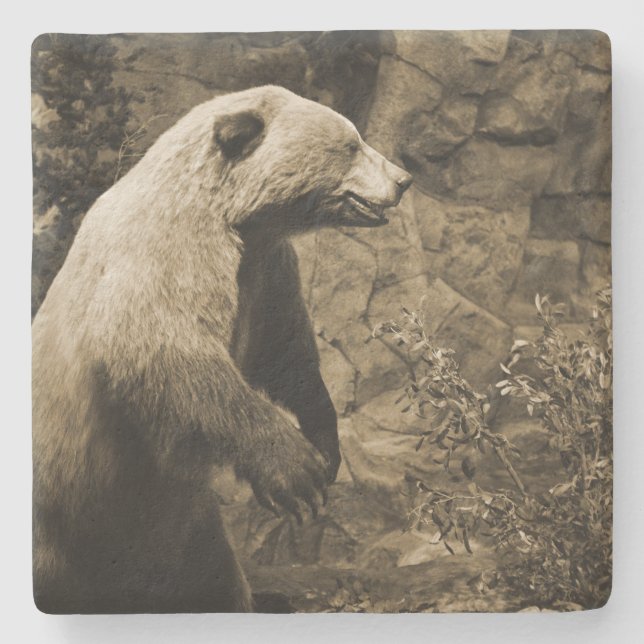 Posavasos De Piedra Proud Bear (Anverso)