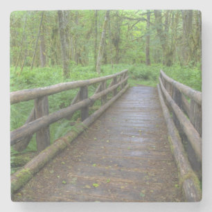 Posavasos De Piedra puente de madera del sendero Maple Glade, helechos
