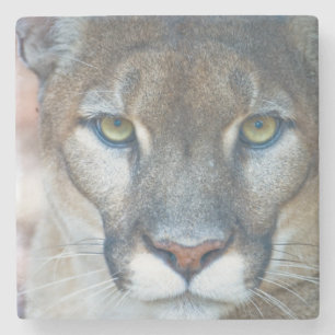 Posavasos De Piedra Puma, león de montaña, pantera de Florida, Puma
