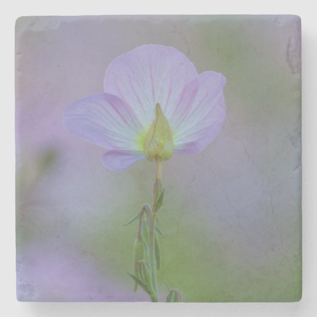 Posavasos De Piedra Purple Primrose (Anverso)