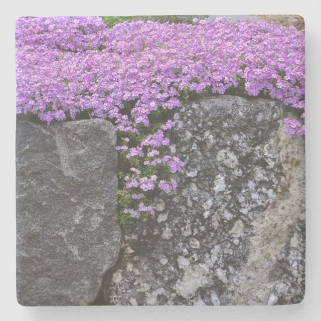 Posavasos De Piedra Púrpura Flox Sobre Rocas (Anverso)