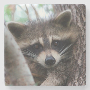 Posavasos De Piedra Racoon