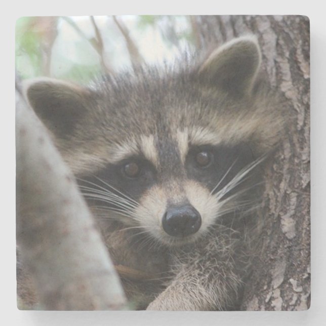 Posavasos De Piedra Racoon (Anverso)