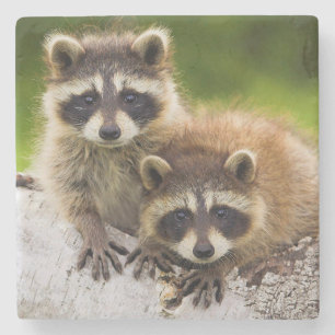 Posavasos De Piedra Racoon
