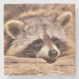 Posavasos De Piedra Racoon