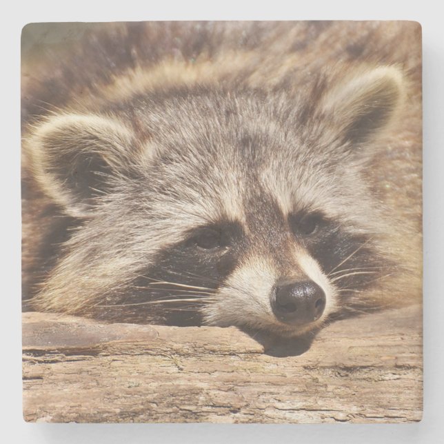 Posavasos De Piedra Racoon (Anverso)
