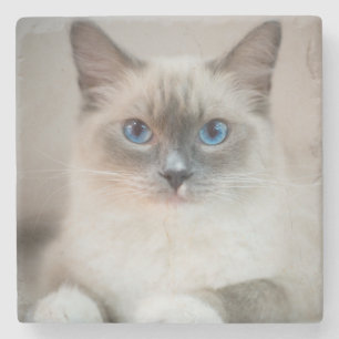 Posavasos De Piedra Ragdoll azul ‎ gato
