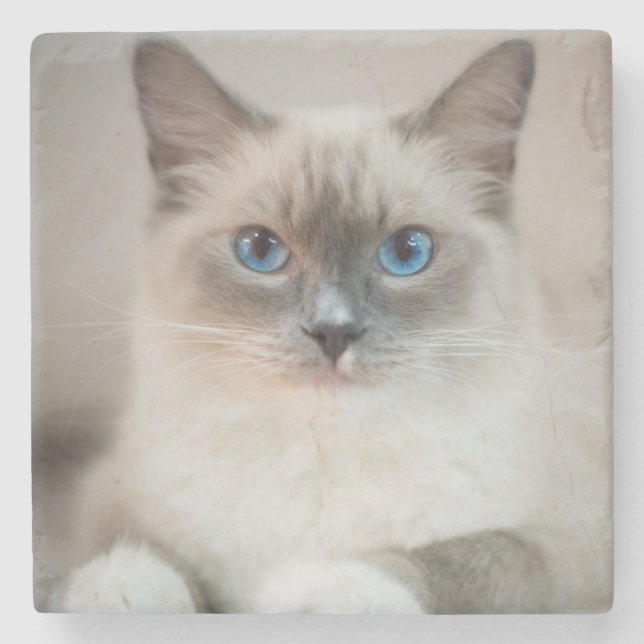 Posavasos De Piedra Ragdoll azul ‎ gato (Anverso)