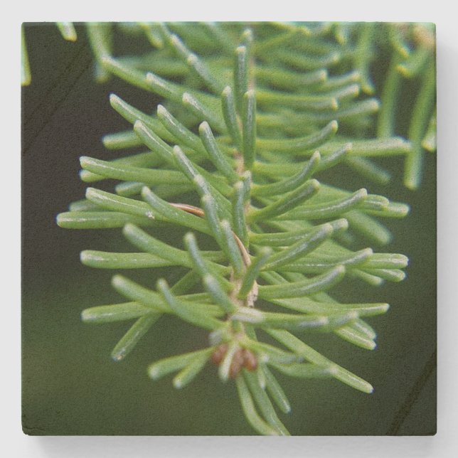 Posavasos De Piedra Rama de árbol de Navidad (Anverso)