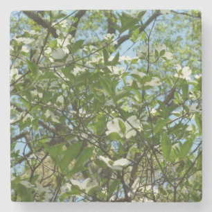 Posavasos De Piedra Ramas de Dogwood florecen árboles de primavera