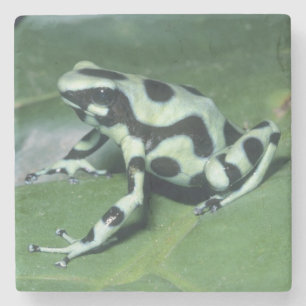 Posavasos De Piedra Rana venenosa, (Dendrobates auratus) Cahuita
