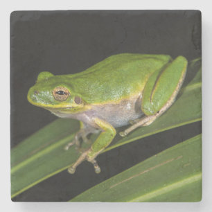 Posavasos De Piedra Rana verde arborícola (Hyla cinerea) 2