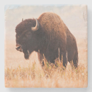 Posavasos De Piedra Rebaño Americano De Bison Bison (Bison Bison) En T