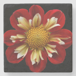 Posavasos De Piedra Red Collarette Dahlia on Black Floral