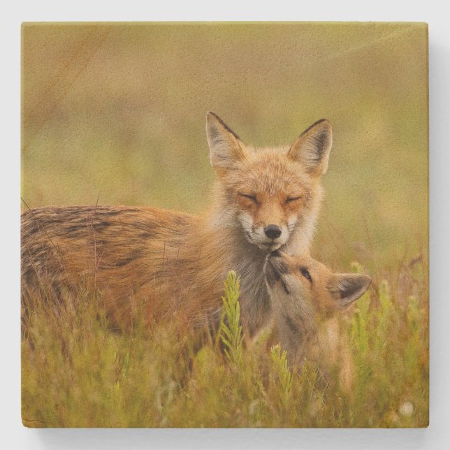 Posavasos De Piedra Red Fox Kit busca a Momma Vixen (Anverso)