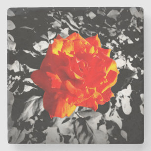 Posavasos De Piedra Red rose Marble Stone Coaster