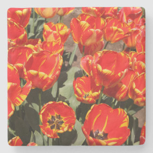 Posavasos De Piedra Red Tulips Stone Coaster