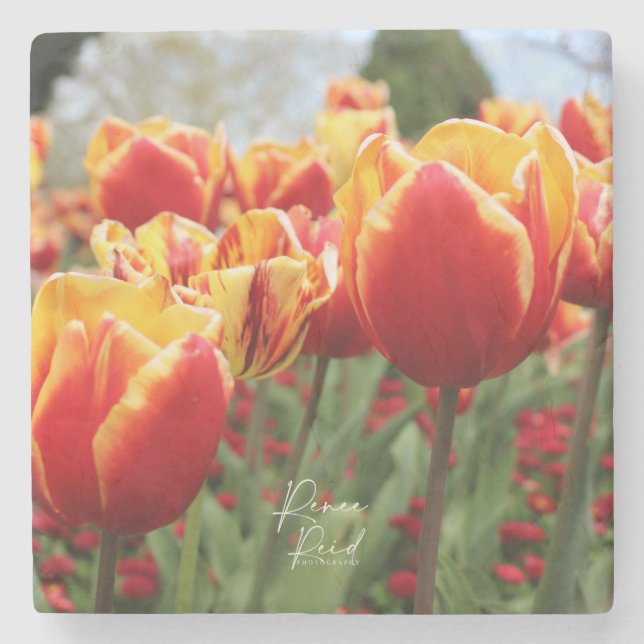 Posavasos De Piedra Red /Yell Tulips (Anverso)
