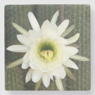 Posavasos De Piedra Reina De La Flor De Cactus Nocturna, Región De Ka
