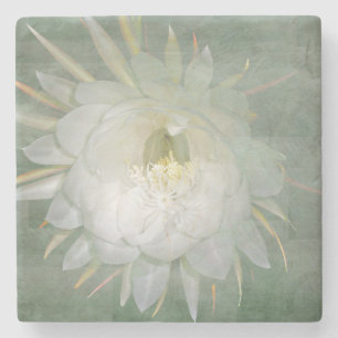 Posavasos De Piedra Reina de la flor de noche - oxypetalum de