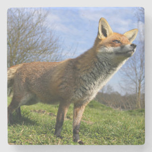 Posavasos De Piedra Reino Unido, Inglaterra. Zorro Rojo (Vulpes vulpes