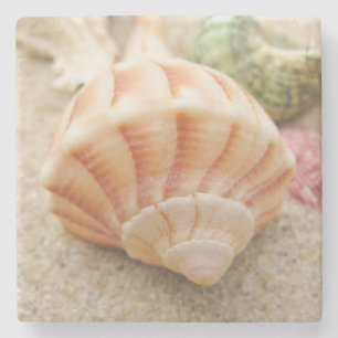 Posavasos De Piedra Relámpago con caparazón de mar a rayas