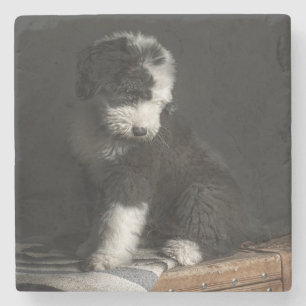Posavasos De Piedra Retrato Bobtail del perrito en estudio