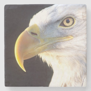 Posavasos De Piedra Retrato de águila calva, Haliaeetus leucocephalus,