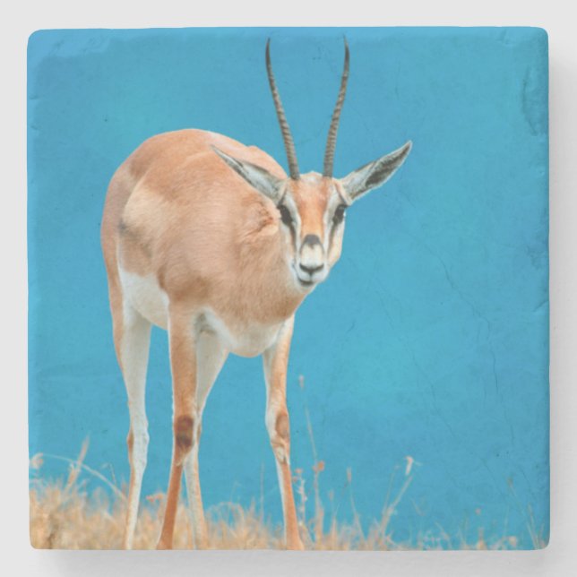 Posavasos De Piedra Retrato de la oveja Gazella Granti de Grant (Anverso)