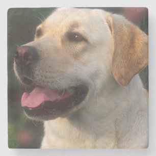Posavasos De Piedra retrato de Labrador Retriever, Hilton